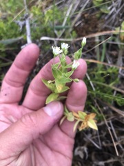 Stellaria littoralis