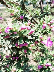 Leucophyllum frutescens