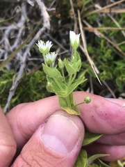 Stellaria littoralis