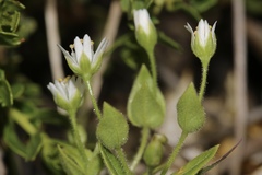 Stellaria littoralis