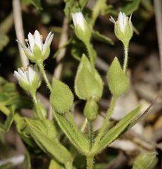 Stellaria littoralis