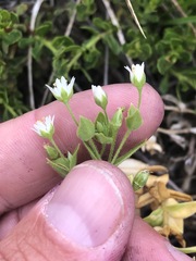 Stellaria littoralis