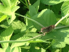 Shirakiacris shirakii