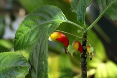 Impatiens niamniamensis