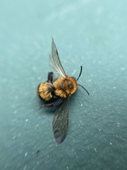 Andrena milwaukeensis
