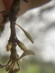 Callirhytis gallaestriatae