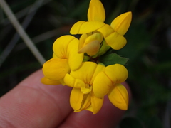 Lotus corniculatus