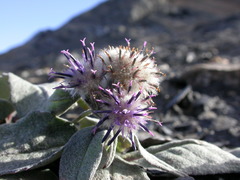 Saussurea depressa