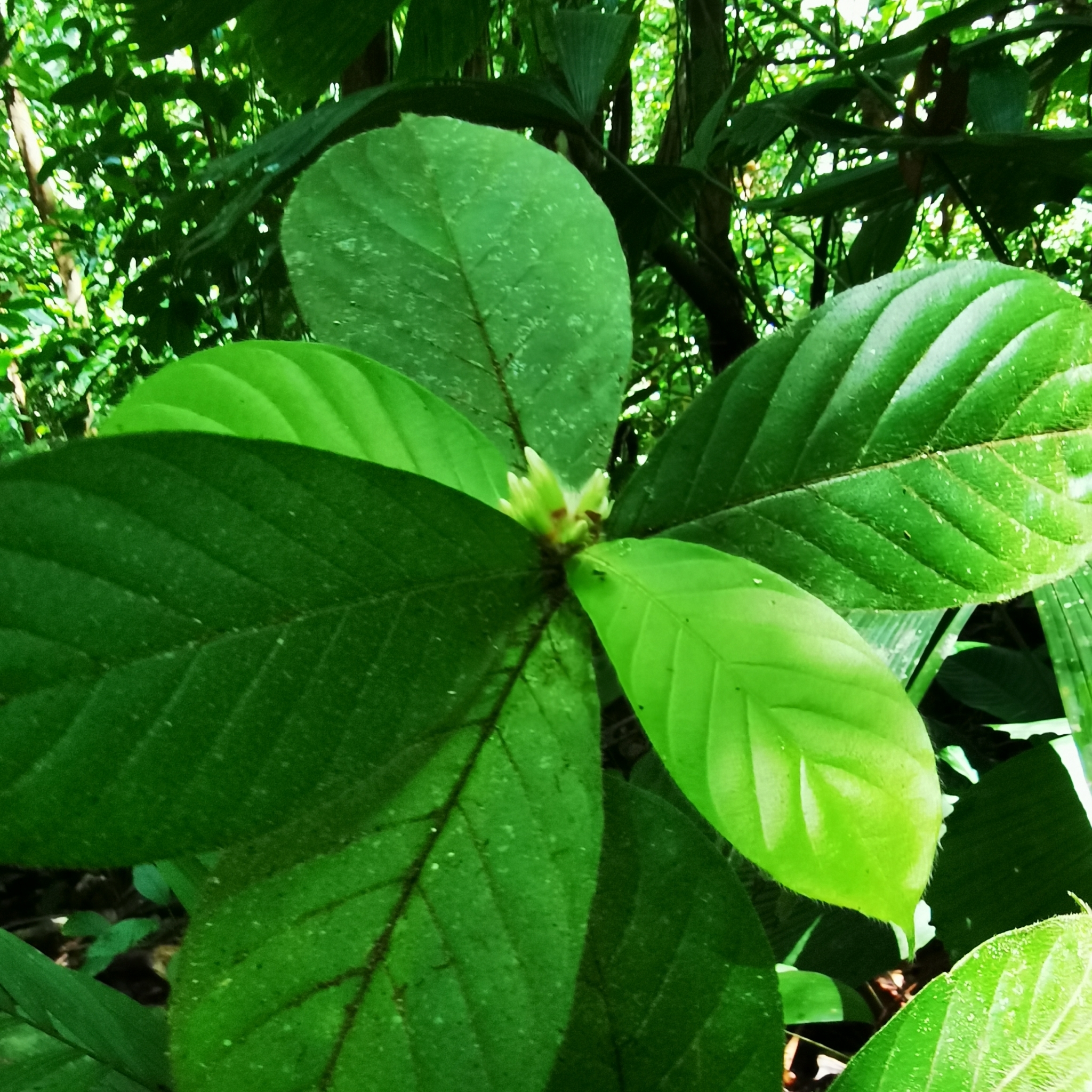 Duroia costaricensis