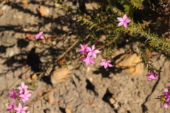 Acmadenia trigona