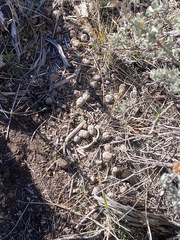 Cervus canadensis canadensis