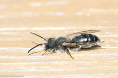 Andrena frigida