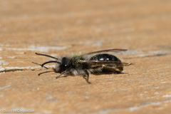 Andrena frigida