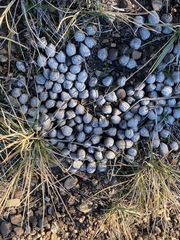 Cervus canadensis canadensis