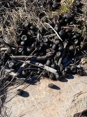 Cervus canadensis canadensis