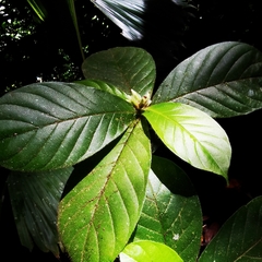 Duroia costaricensis
