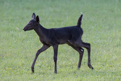White-Tailed Deer photo 6