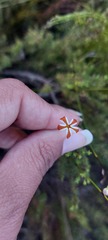 Jamesbrittenia albomarginata