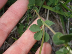 Lotus corniculatus