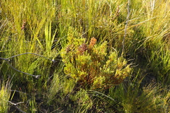 Cyclopia sessiliflora