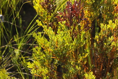 Cyclopia sessiliflora