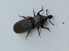 Cossonus cylindricus