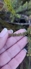 Jamesbrittenia albomarginata