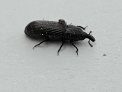 Cossonus cylindricus