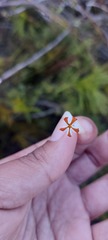 Jamesbrittenia albomarginata