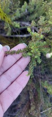 Jamesbrittenia albomarginata