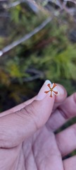 Jamesbrittenia albomarginata