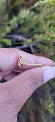 Jamesbrittenia albomarginata
