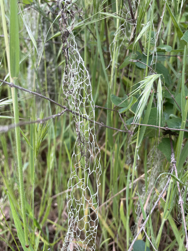 iNaturalist observation photo of lace lichen