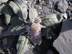 Saussurea depressa