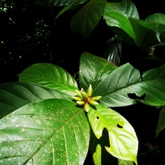 Duroia costaricensis
