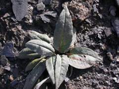Saussurea depressa