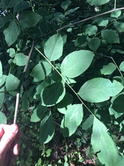Cladrastis kentukea