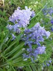 Hyacinthoides