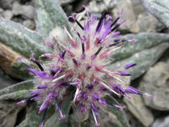 Saussurea depressa