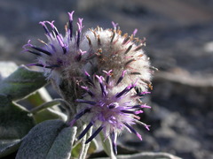 Saussurea depressa