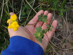 Lotus corniculatus