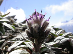 Saussurea depressa