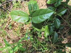 Albertisia delagoensis