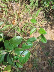 Albertisia delagoensis