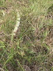 Spiranthes vernalis