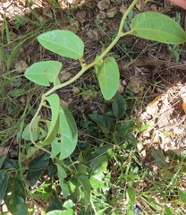 Albertisia delagoensis