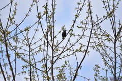 Sturnus vulgaris