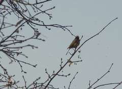 Phoenicurus phoenicurus