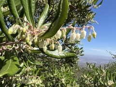 Comarostaphylis diversifolia