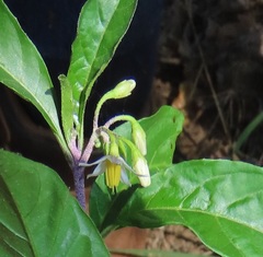 Solanum goetzei
